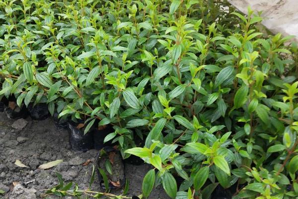 怎么盆栽养殖巴西野牡丹,在养殖中需要充足的肥力供给