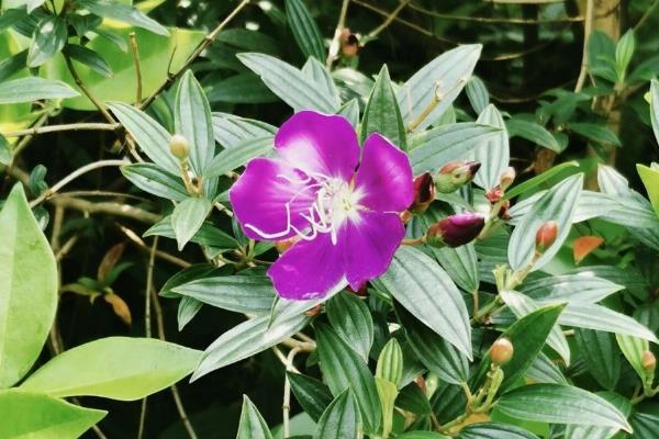 怎么盆栽养殖巴西野牡丹,在养殖中需要充足的肥力供给