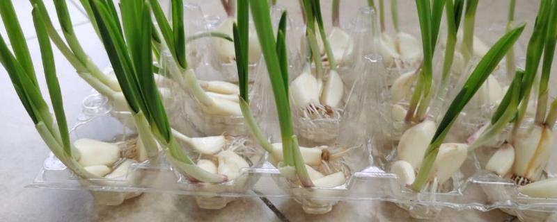 如何水培大蒜，用营养液代替泥土