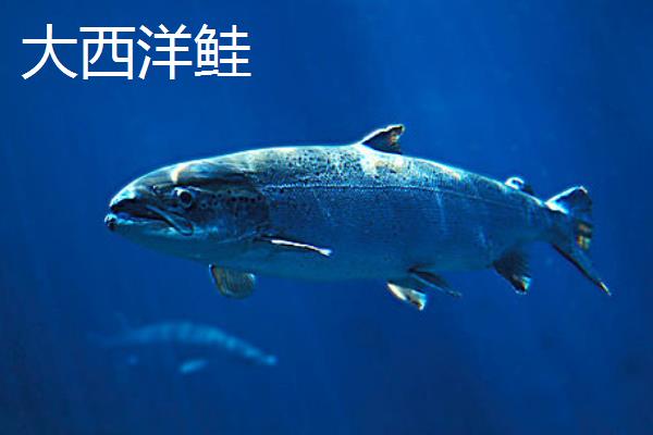 鲑鱼的品种分类，主要分为红鲑鱼、大西洋鲑、大马哈鱼等6个品种