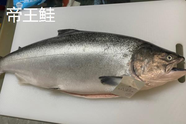 鲑鱼的品种分类，主要分为红鲑鱼、大西洋鲑、大马哈鱼等6个品种
