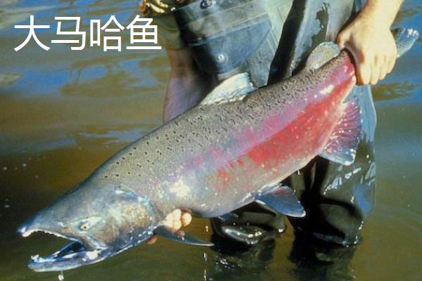 鲑鱼的品种分类，主要分为红鲑鱼、大西洋鲑、大马哈鱼等6个品种