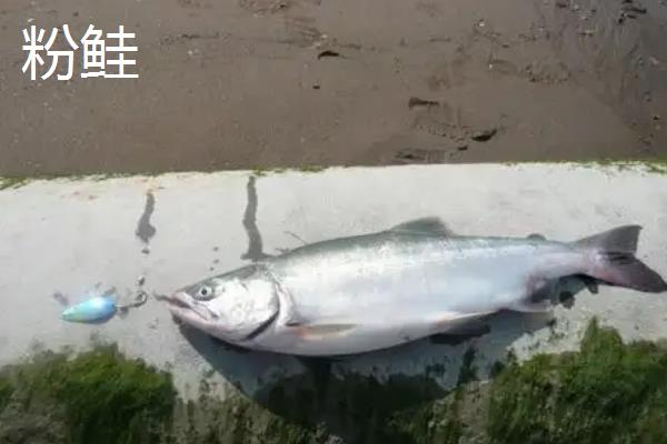鲑鱼的品种分类，主要分为红鲑鱼、大西洋鲑、大马哈鱼等6个品种