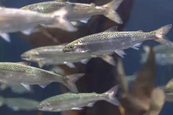 鲑鱼的品种分类，主要分为红鲑鱼、大西洋鲑、大马哈鱼等6个品种