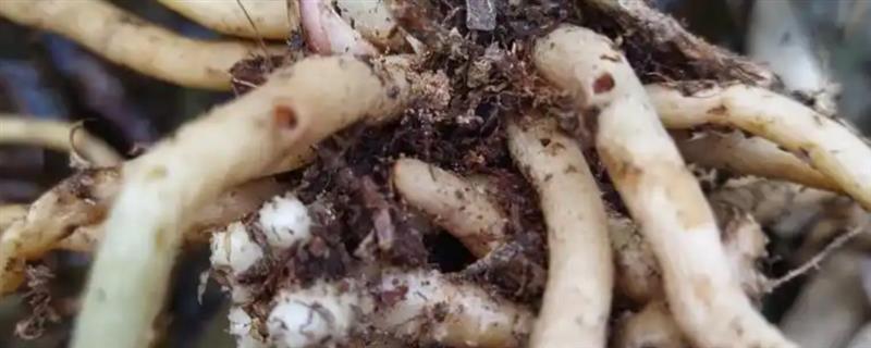 兰花龙根苗的含义，是指兰花的实生苗