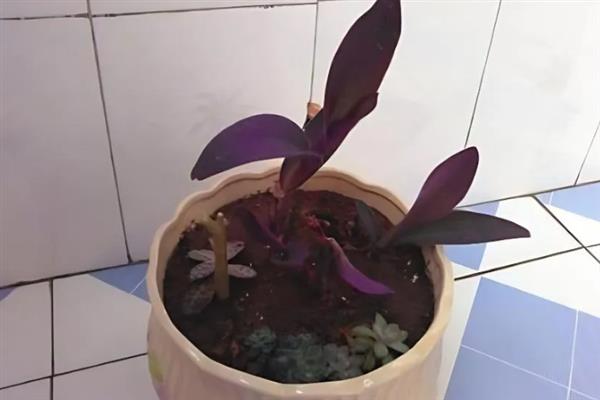 紫罗兰怎样扦插，可叶插也可茎插