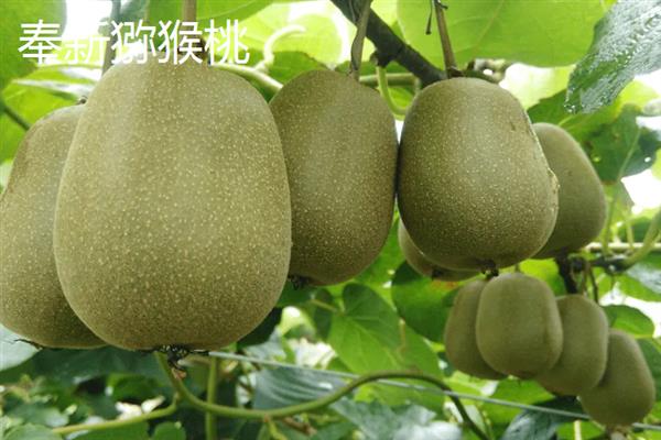 江西省宜春市奉新县的特产，有奉新猕猴桃、酿饭坨等