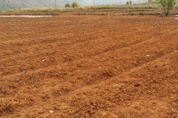 花生怎么种植，苗期追施氮肥可促进生长