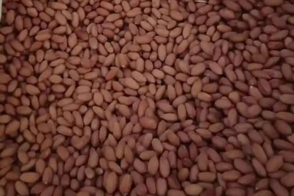 花生怎么种植，苗期追施氮肥可促进生长