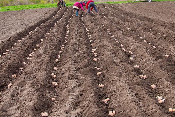 花生怎么种植，苗期追施氮肥可促进生长