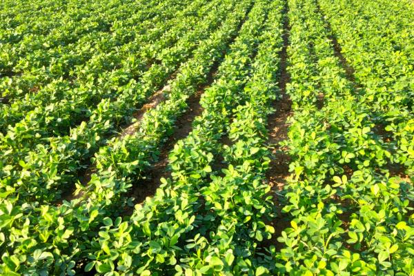 花生怎么种植，苗期追施氮肥可促进生长