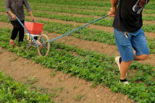 花生怎么种植，苗期追施氮肥可促进生长