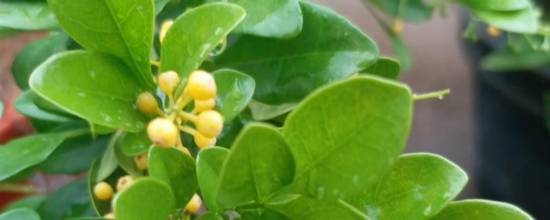 米兰花的形态特征，幼枝顶部具有星状锈色鳞片