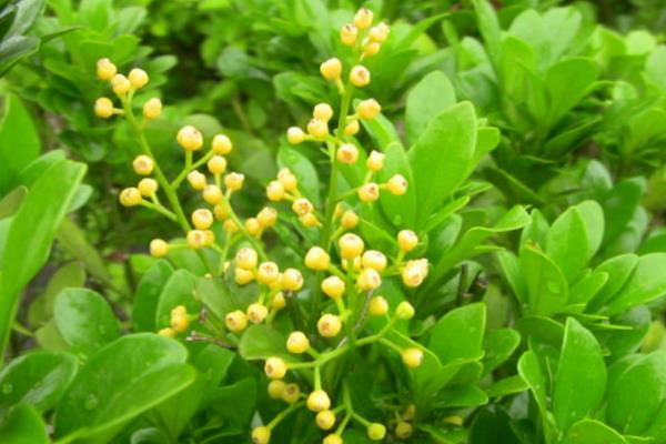 米兰花的形态特征，幼枝顶部具有星状锈色鳞片