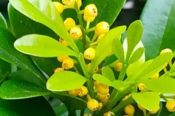 米兰花的形态特征，幼枝顶部具有星状锈色鳞片