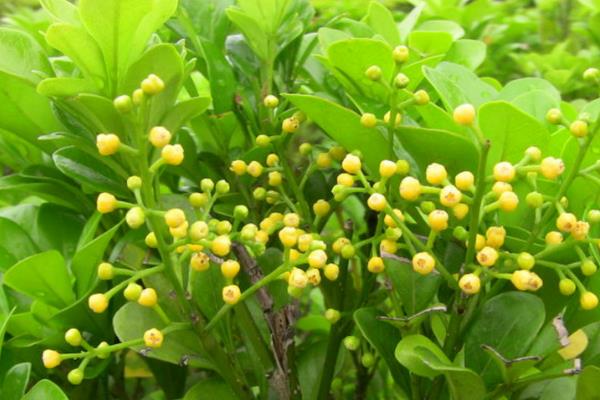 米兰花的形态特征，幼枝顶部具有星状锈色鳞片