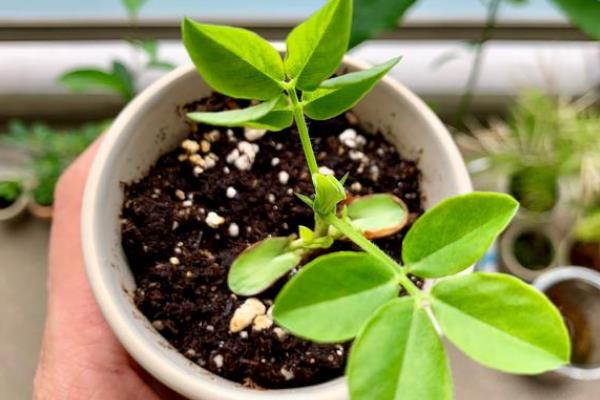 米兰花的形态特征，幼枝顶部具有星状锈色鳞片