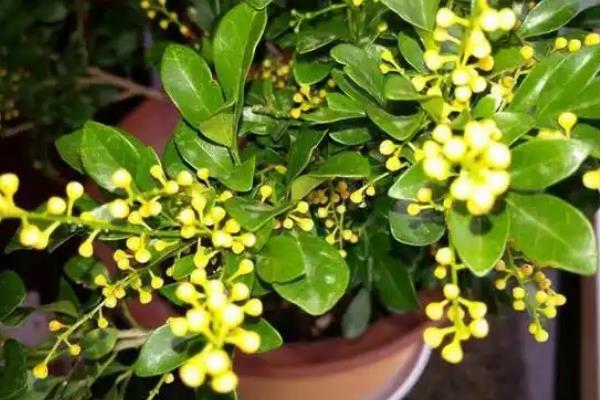 米兰花的形态特征，幼枝顶部具有星状锈色鳞片