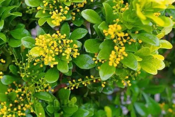 米兰花的形态特征，幼枝顶部具有星状锈色鳞片