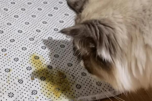 猫狗呕吐的原因，可能是更换了日粮或胃功能障碍