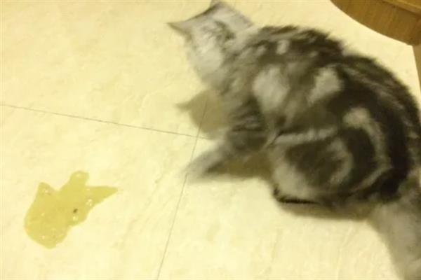 猫狗呕吐的原因，可能是更换了日粮或胃功能障碍