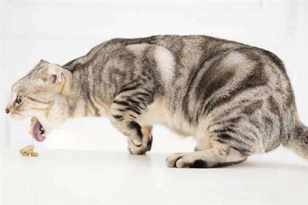 猫狗呕吐的原因，可能是更换了日粮或胃功能障碍