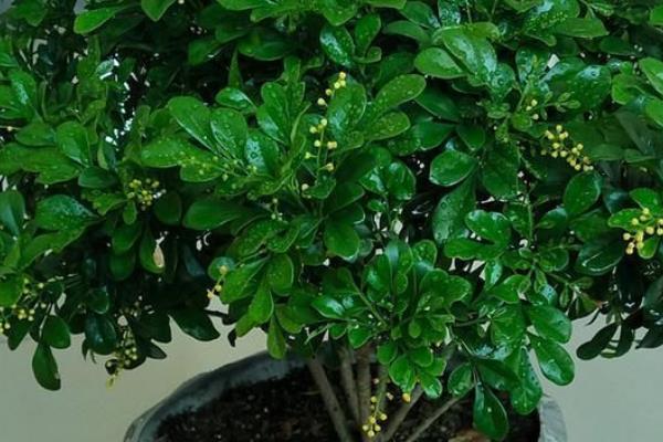 米兰花的形态特征，幼枝顶部具有星状锈色鳞片