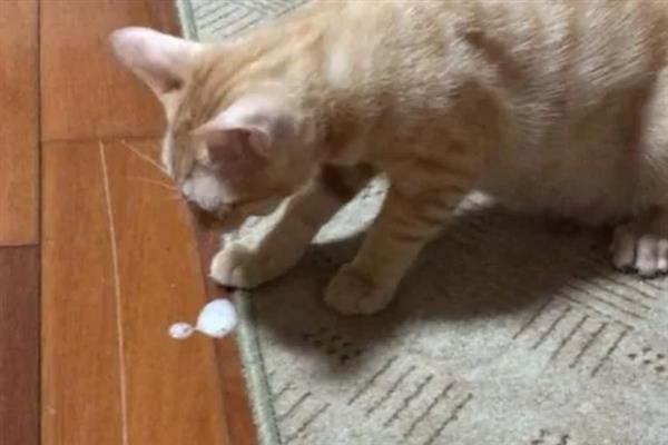 猫狗呕吐的原因，可能是更换了日粮或胃功能障碍