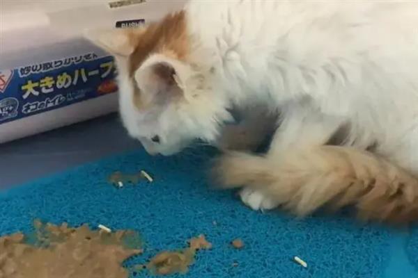 猫狗呕吐的原因，可能是更换了日粮或胃功能障碍