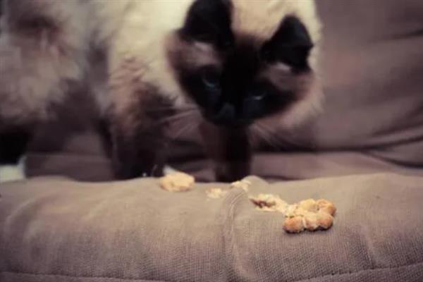 猫狗呕吐的原因，可能是更换了日粮或胃功能障碍