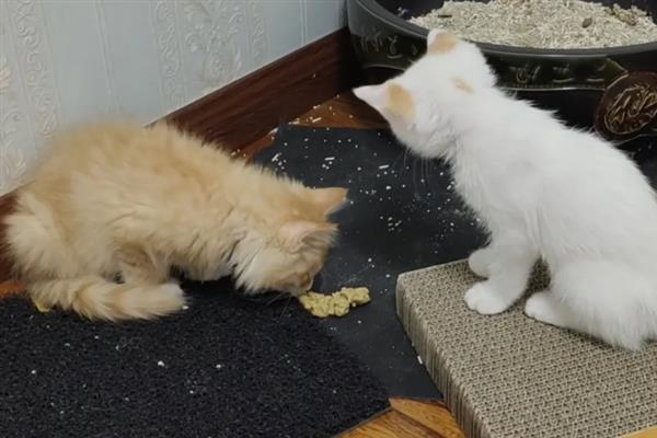 猫狗呕吐的原因，可能是更换了日粮或胃功能障碍
