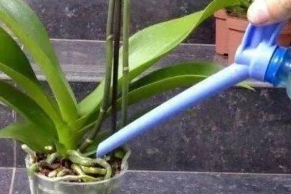 四季开花的蝴蝶兰是什么，蝴蝶兰每年最多开放两次