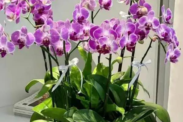 四季开花的蝴蝶兰是什么，蝴蝶兰每年最多开放两次