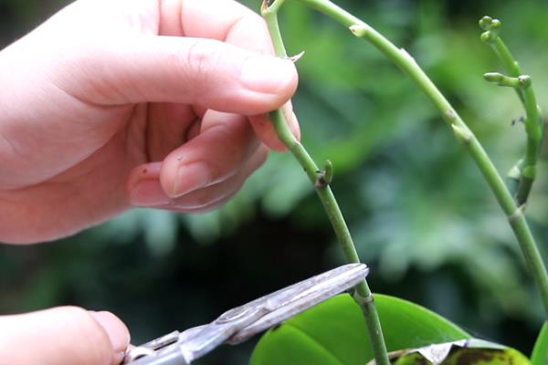 四季开花的蝴蝶兰是什么，蝴蝶兰每年最多开放两次