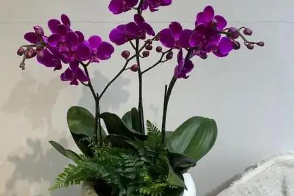 四季开花的蝴蝶兰是什么，蝴蝶兰每年最多开放两次