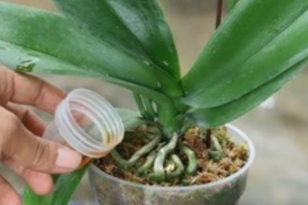 四季开花的蝴蝶兰是什么，蝴蝶兰每年最多开放两次