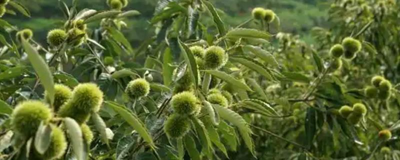 栗子发芽如何种植，需要将其芽朝下的埋入土壤中
