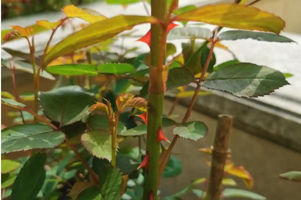 月季花有没有刺，月季花是有刺的