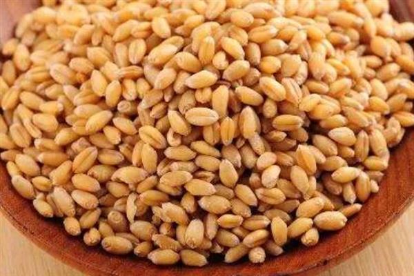 软小麦和硬小麦的不同点，蛋白质含量、面筋强度、用途等有所不同