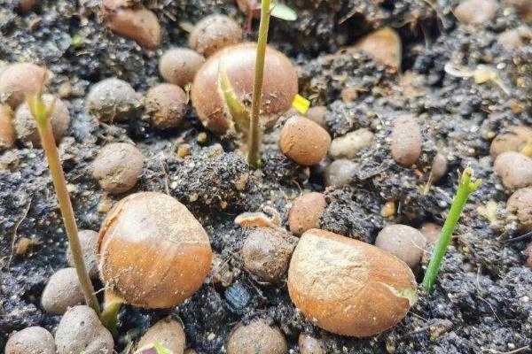 栗子发芽如何种植，需要将其芽朝下的埋入土壤中