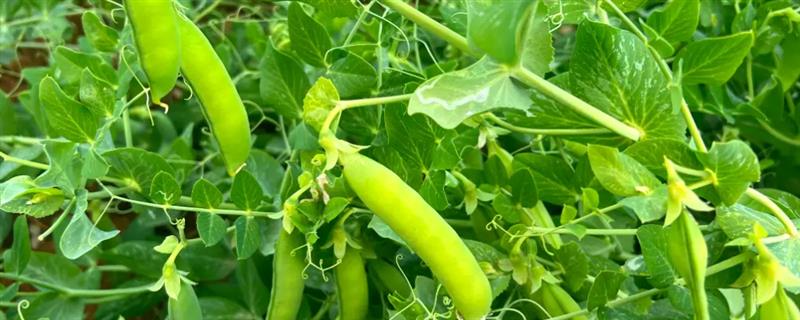 豌豆的种植时间，春季和秋季均可种植
