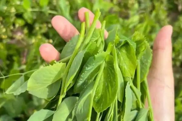 豌豆的种植时间，春季和秋季均可种植