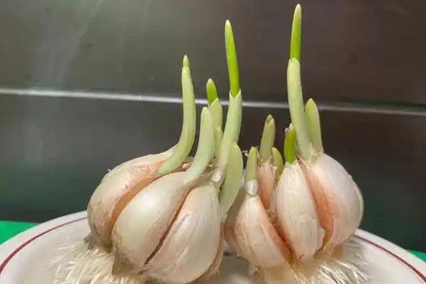 如何水培大蒜，用营养液代替泥土