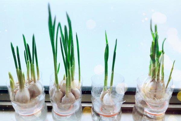 如何水培大蒜，用营养液代替泥土
