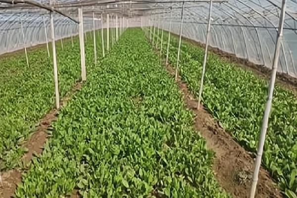 冬季大棚菠菜要多长时间才能收获，种植后经过30天左右便可采收