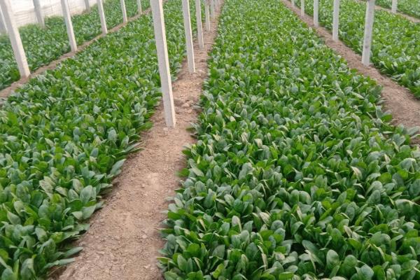 冬季大棚菠菜要多长时间才能收获，种植后经过30天左右便可采收
