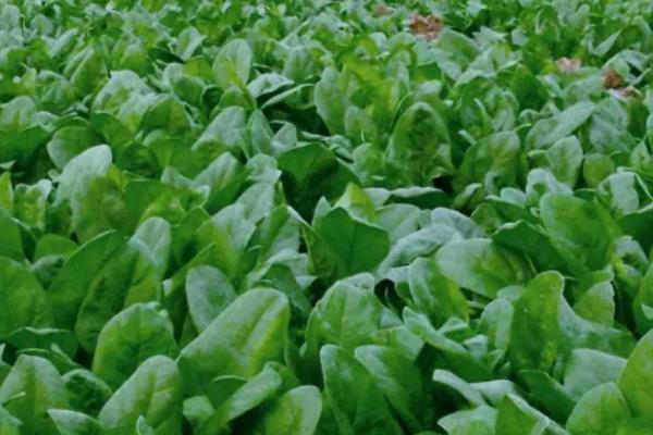 冬季大棚菠菜要多长时间才能收获，种植后经过30天左右便可采收