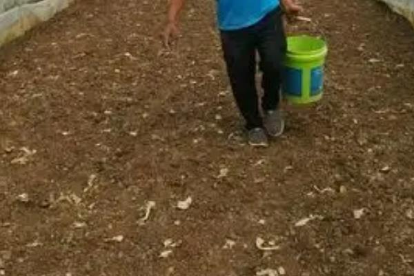 冬季大棚菠菜要多长时间才能收获，种植后经过30天左右便可采收