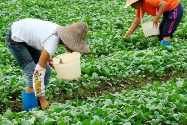 冬季大棚菠菜要多长时间才能收获，种植后经过30天左右便可采收