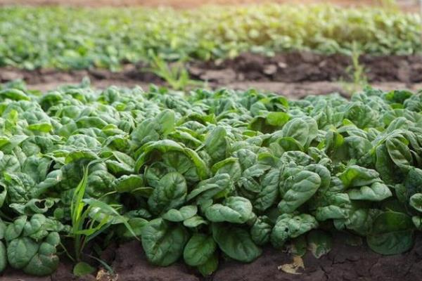 冬季大棚菠菜要多长时间才能收获，种植后经过30天左右便可采收